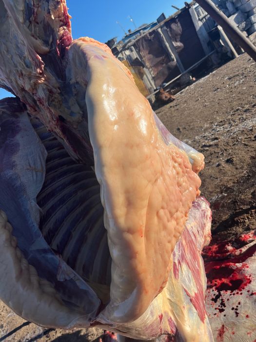 Байтал сатылады свежий