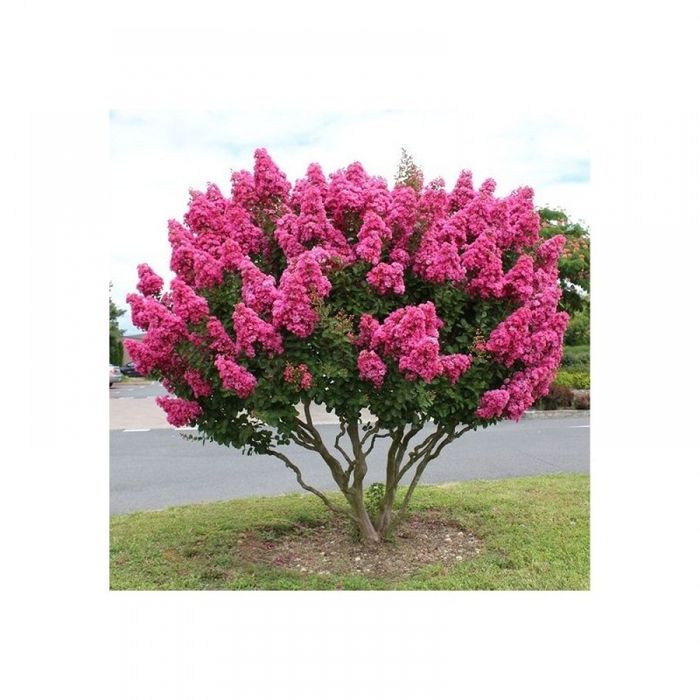 Liliac indian diferite culori