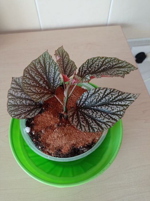 Бегония декоративно - лиственная