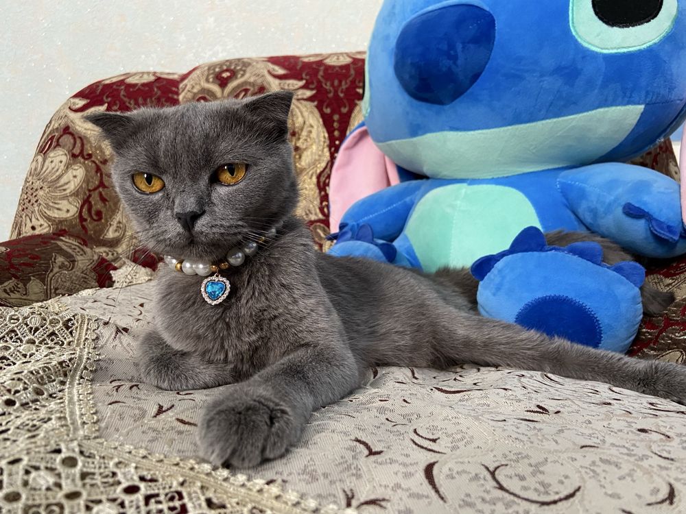 Котята скотиш британские вислоушки