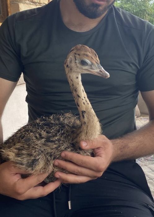 Страусята, Черный африканский страус страусы