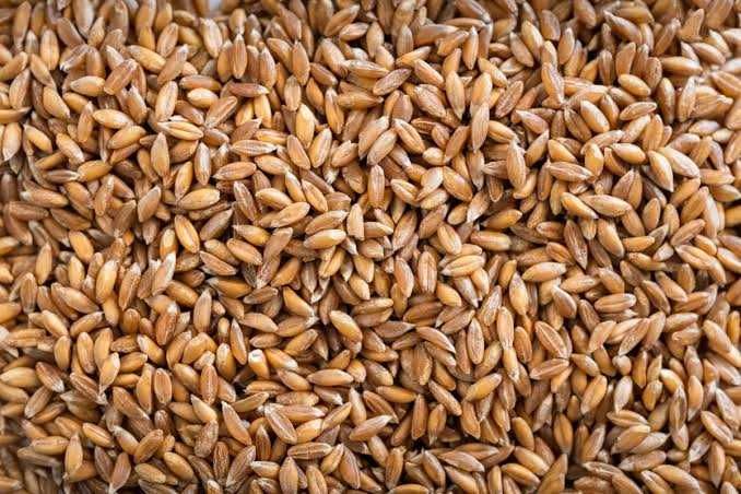 Vând cereale grau,orz,triticale