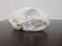 craniu pisica schelet