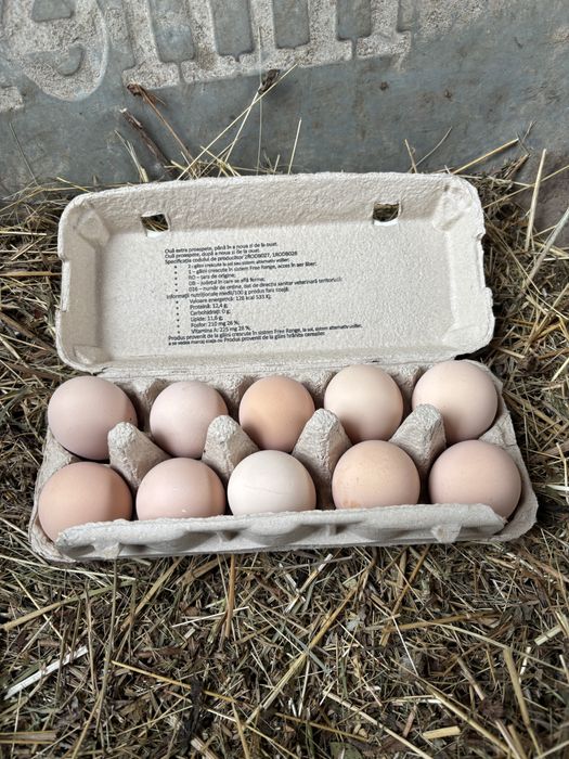 Precomenzi pentru puiisori/ouă de incubat Australorp Negru