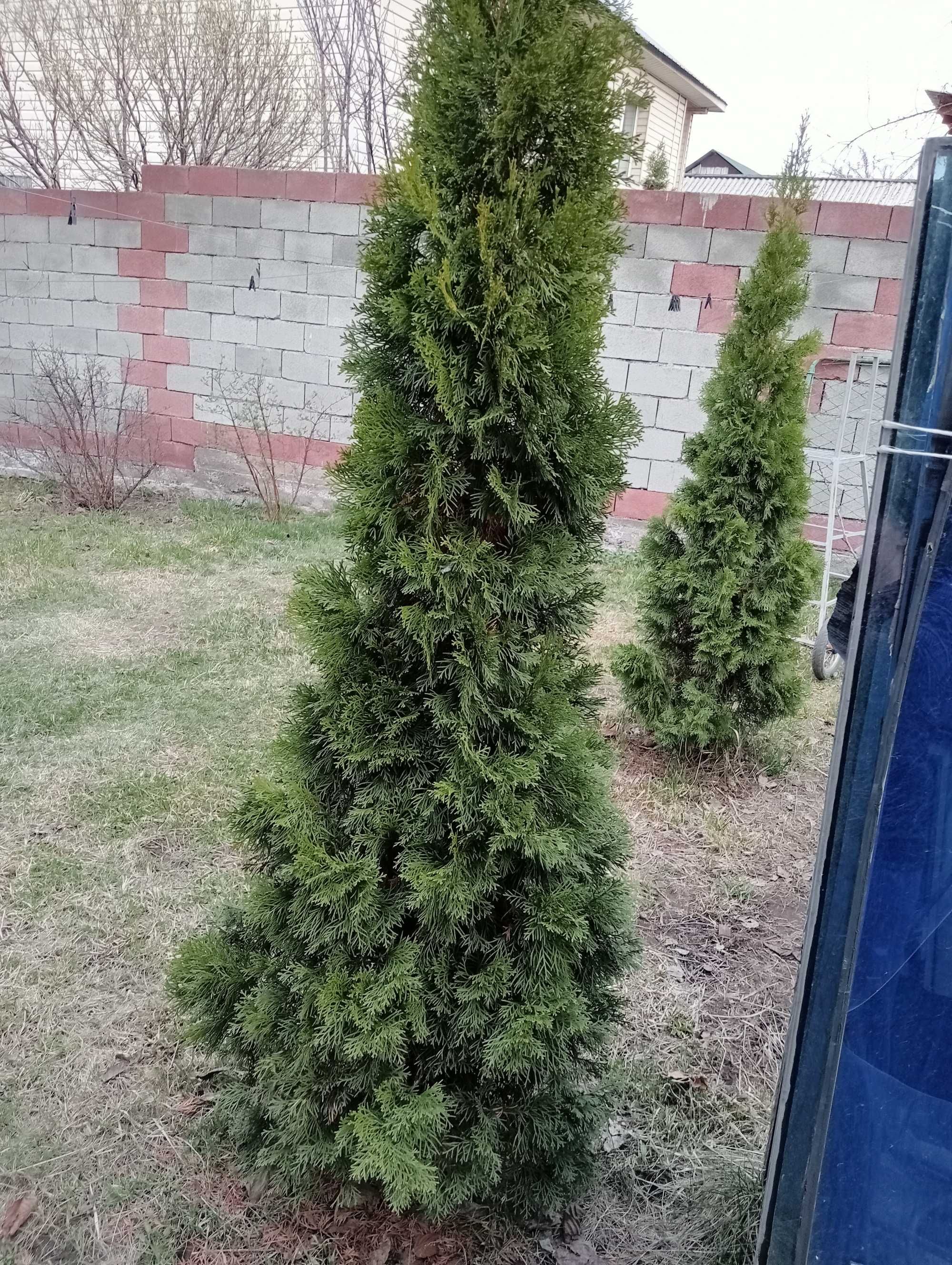 Продам Туи смарагд