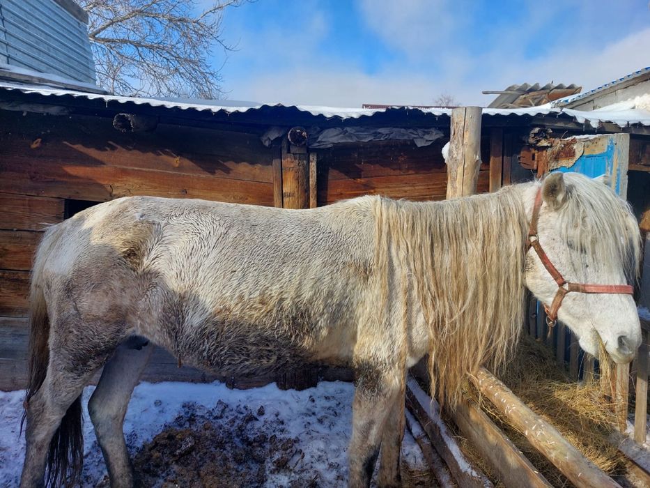 Бие сатамын 12 жасар