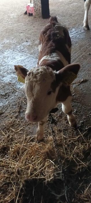 Vând vițel de o săptămână