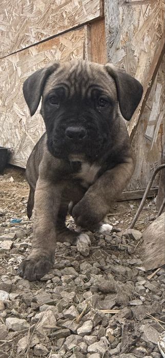 Кане Корсо / Kane Korso