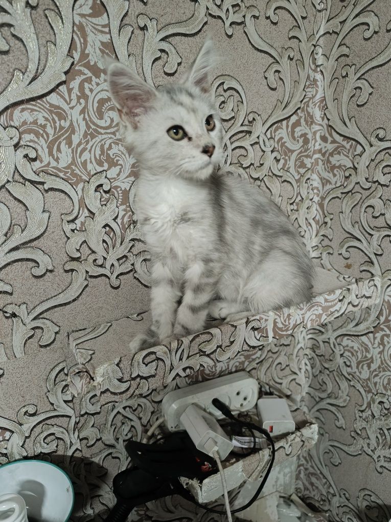 Продается Кошечка Мейн Кун