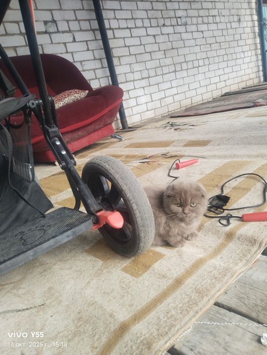 Отдам вислоуховго бесплатно