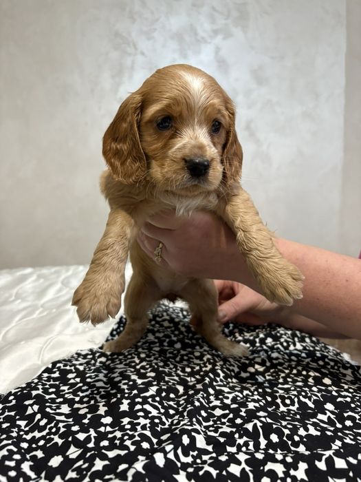 Кокер-Спингер Шпаньол