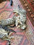 Бенгалочки котики недорого .