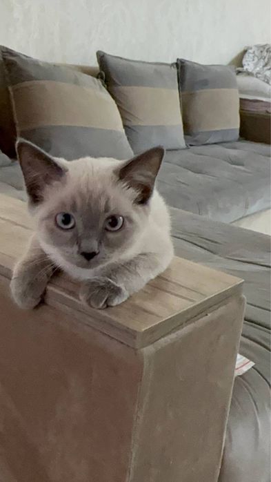Британские котята