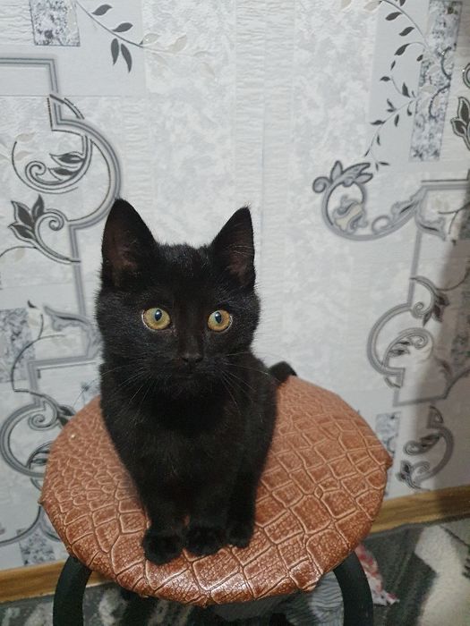 Котёнок,  малая девочка