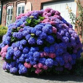 Hortensie pom și tufa de grădină