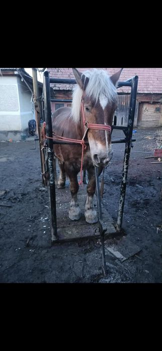 Vand iapă de 10 ani gestantă acte polonia