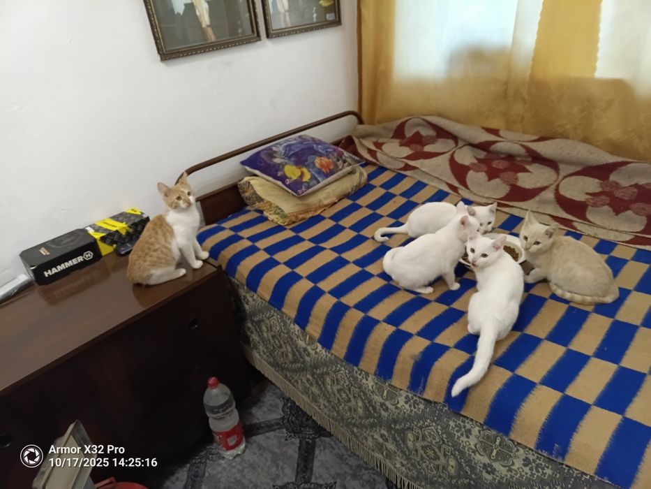 Подарявам котета 3 от тях са Бели