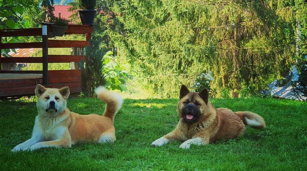 Casuta dintre Brazi - inchiriere casuta la munte - Valea Doftanei