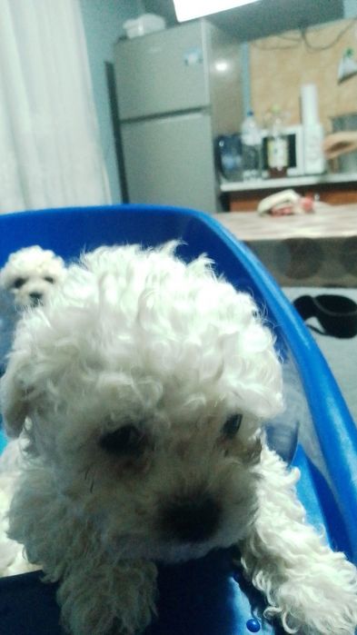 Bisoni drăguți și iubitori