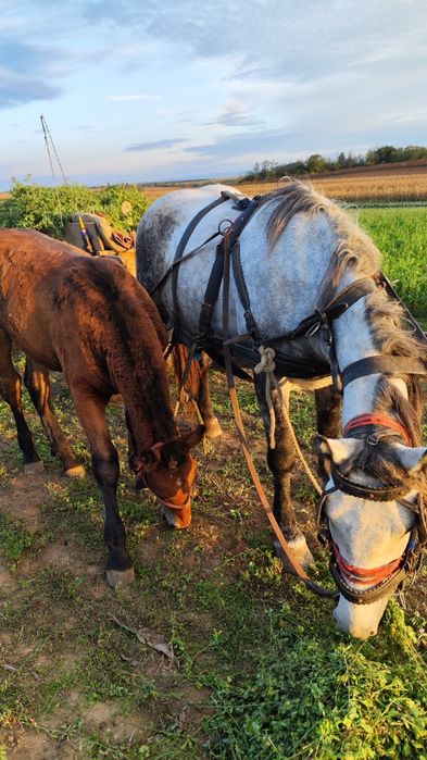 Manz de vanzare 6 luni