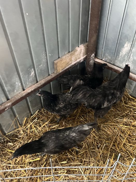 Familie de australorp albastru