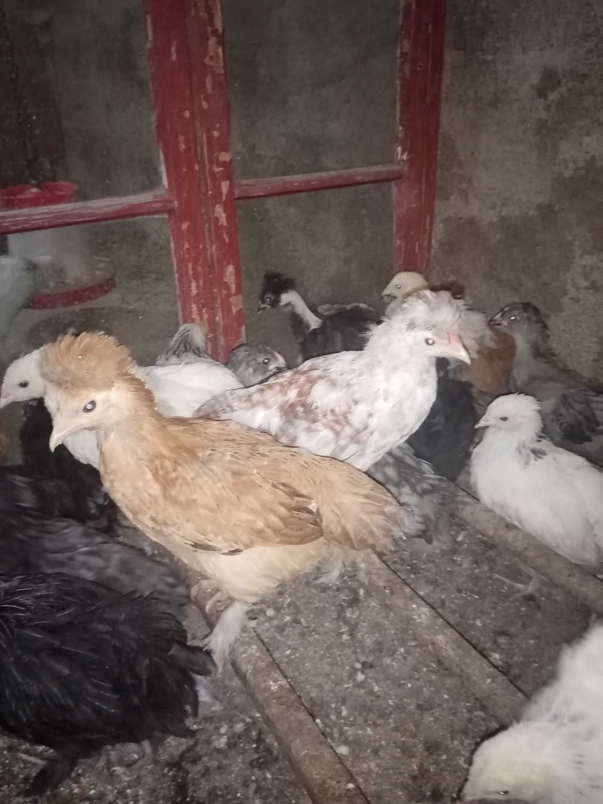 Vând pui moțați, bărboși si încălțați