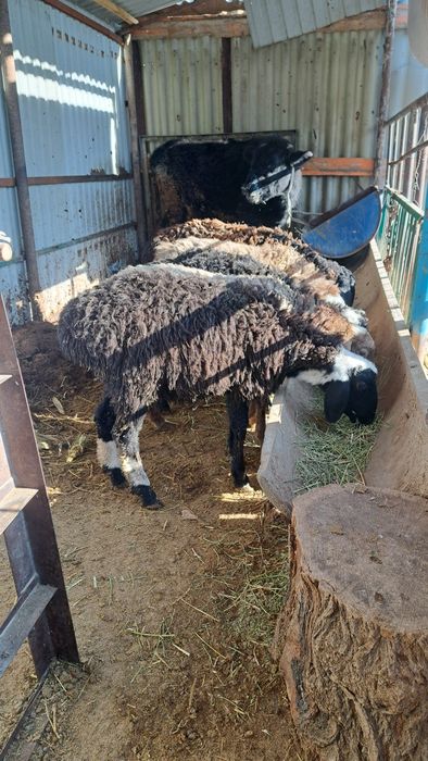 Баранов продам для откорма