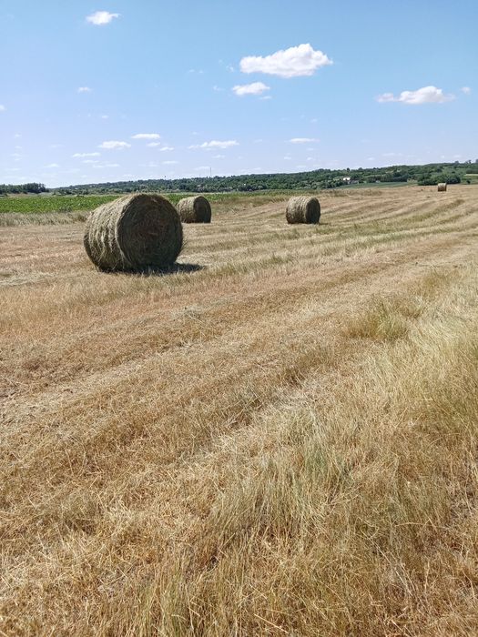 Baloți de fîn ..