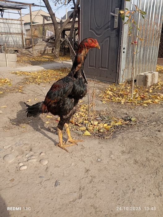 Продам дакан чоже кораз