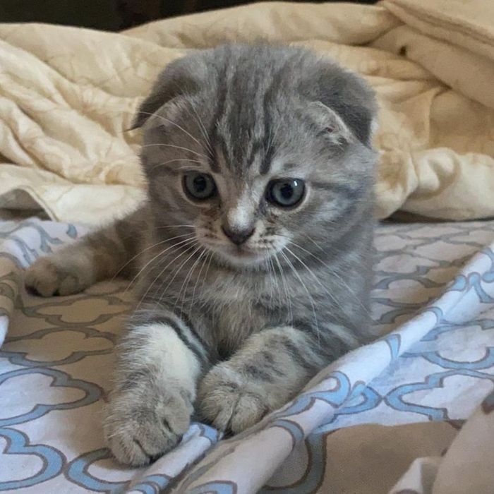 Шотландские вислоухие котята