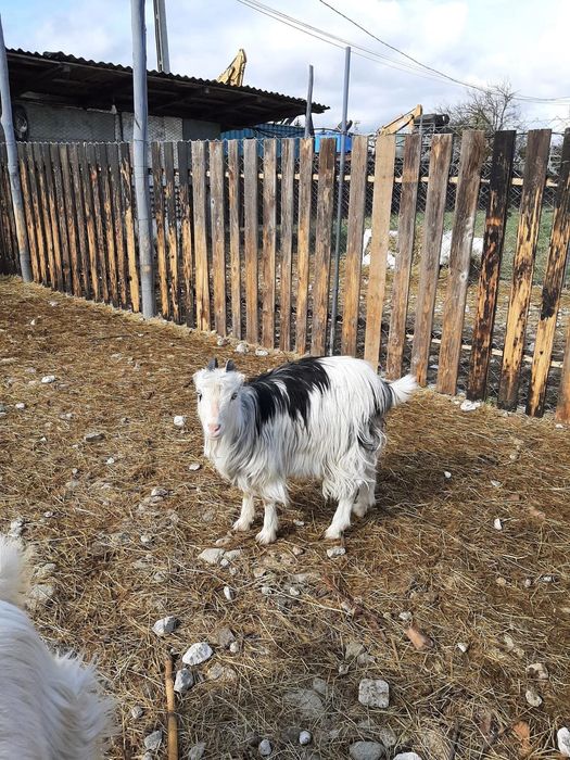 Vand un ied mare