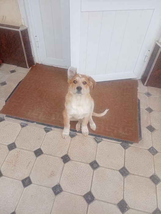 Щенок мальчик 4,5 месяца