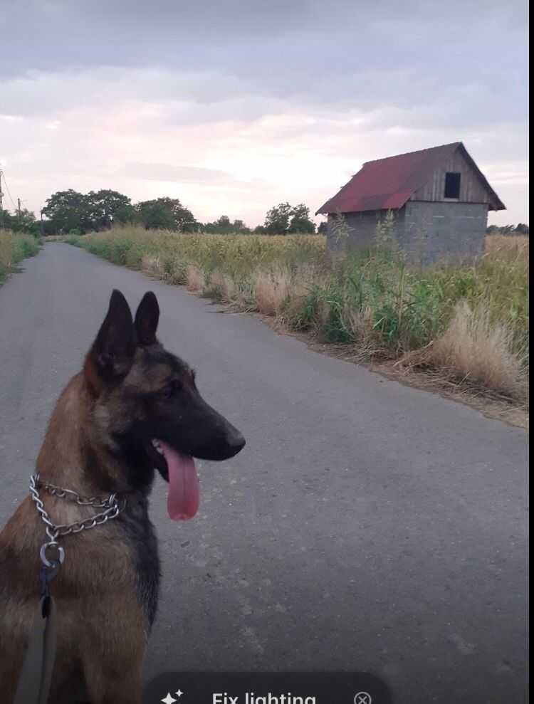 Vand Ciobanesc Belgian Malinois