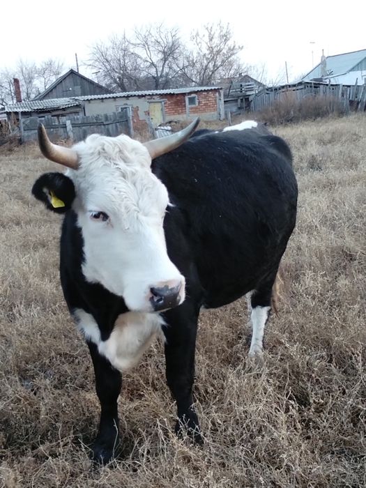 Продам корову писать в лс