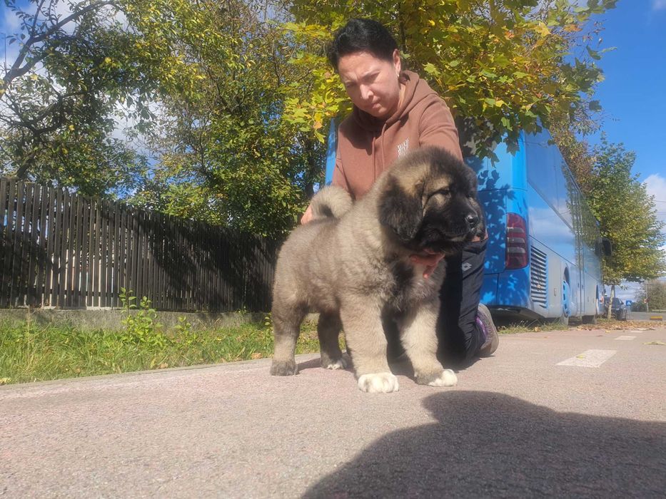 Ciobanesc caucazian cu pedigree