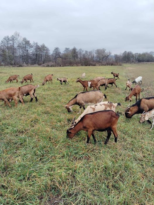 Capre Alpine Franceză tinere