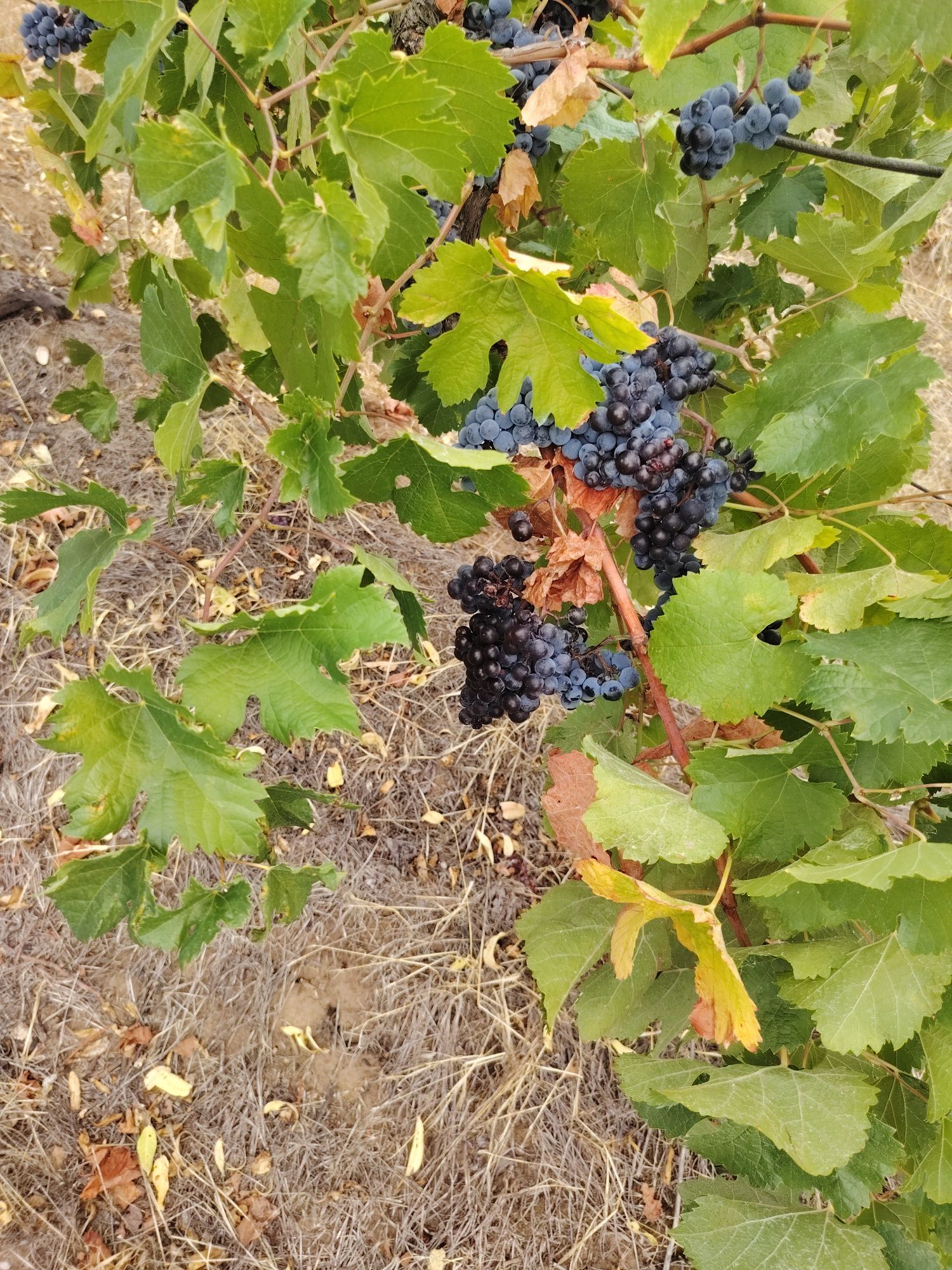 Продавам грозде,, Мерло,,