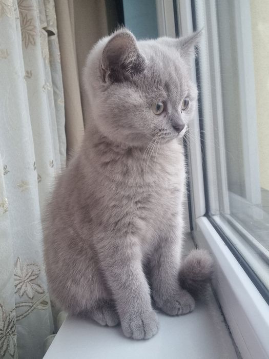 British shorthair lila