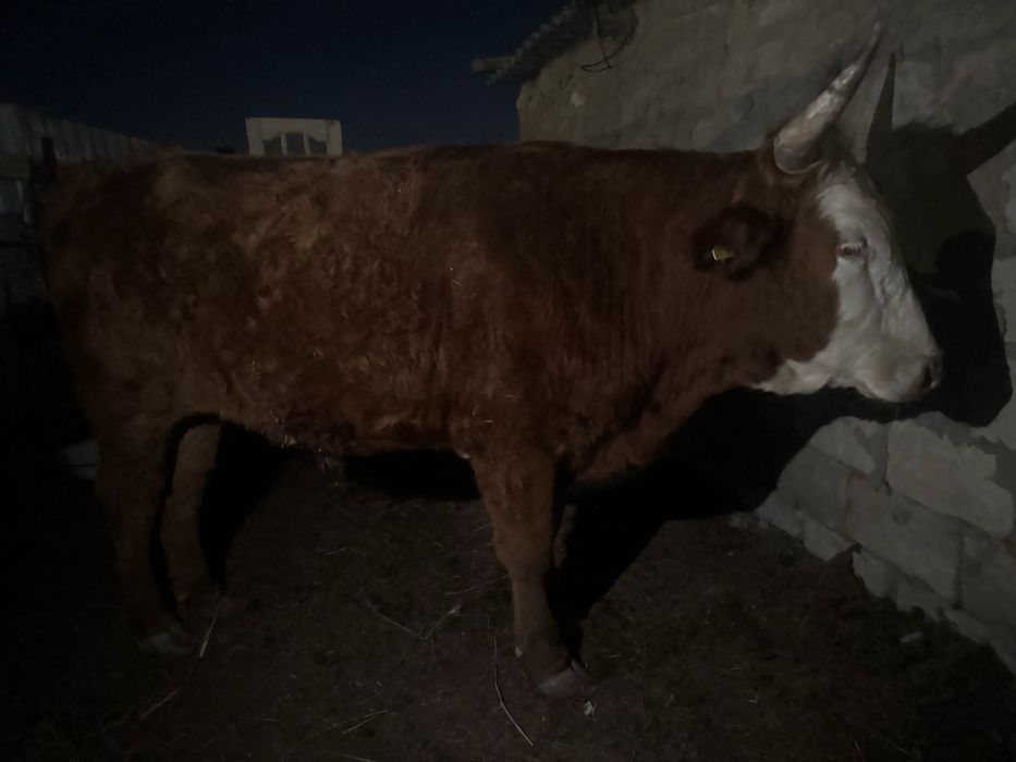 Сиыр малы. Өгіз сатылады, үш жарым жаста