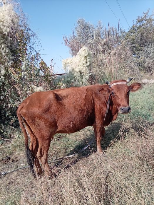 Sigir sotiladi .