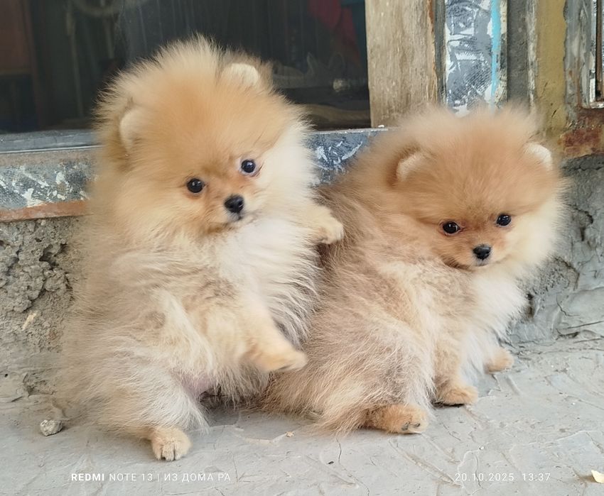 Шпиц померанский