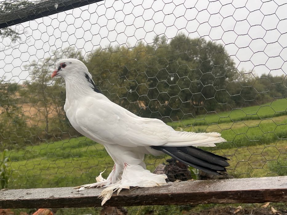 Vand porumbei incaltati tapalagosi