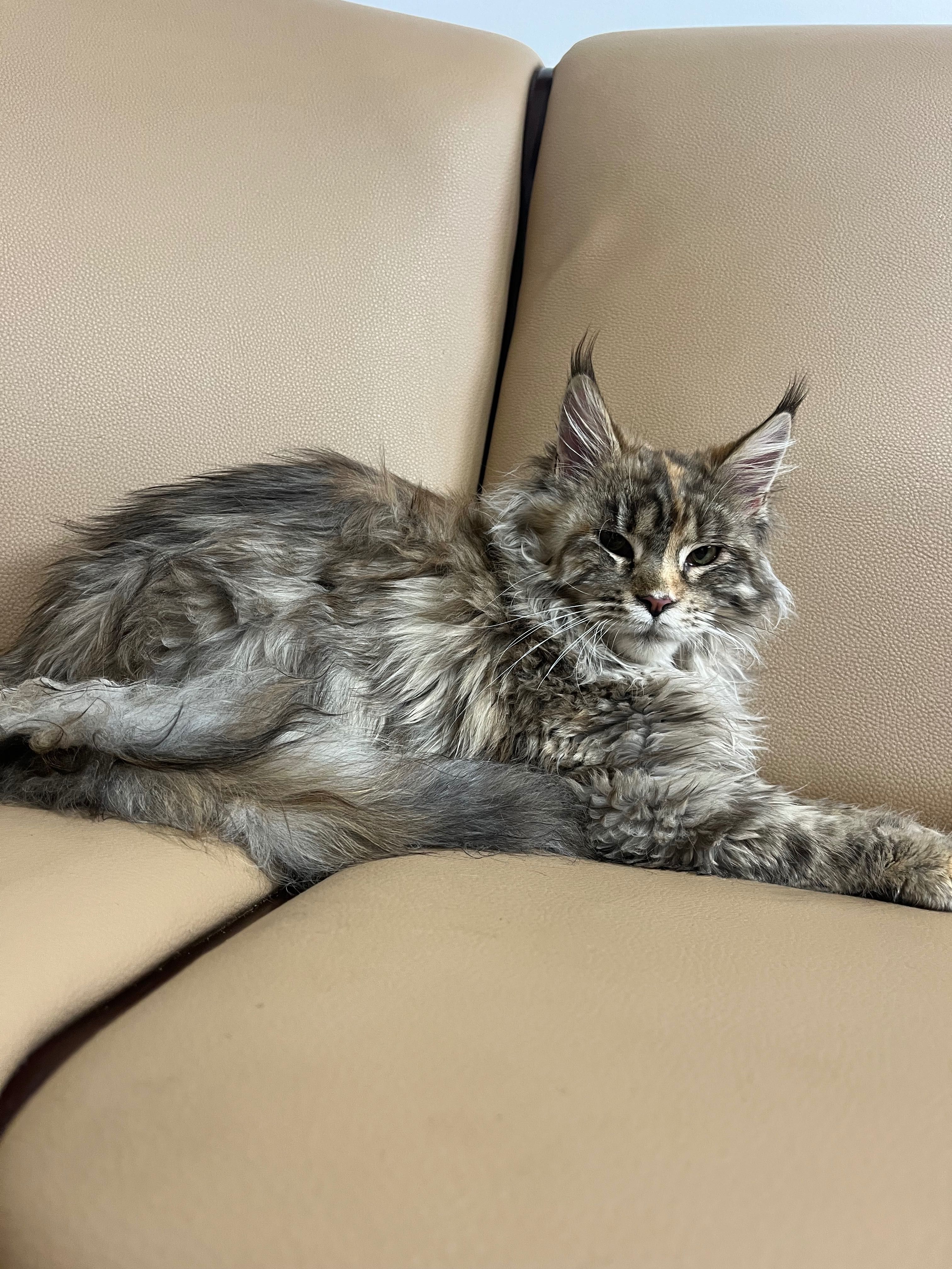 Maine Coon Polydactyl pui pisica