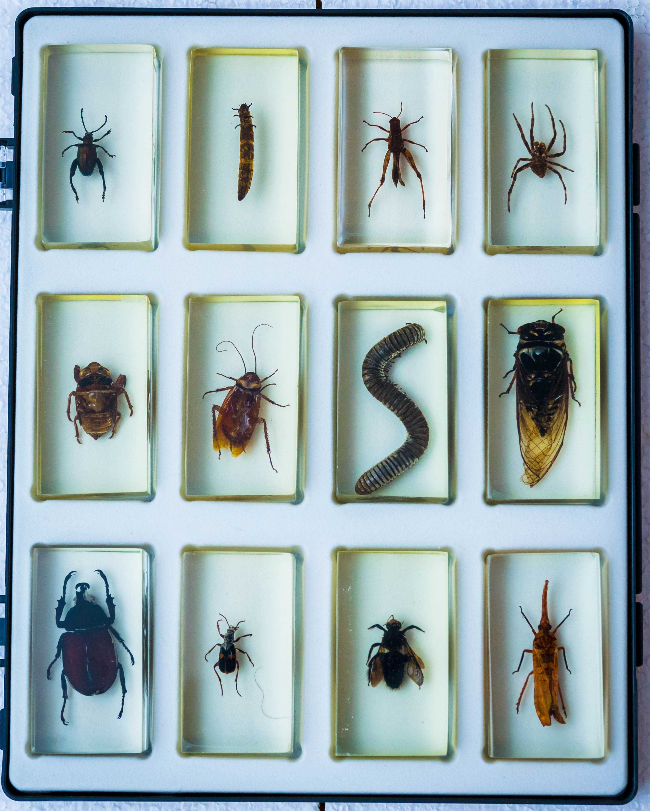 Colectie insecte DEAGOSTINI 42 piese