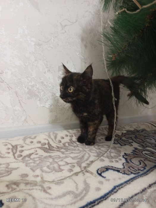 Уй мушуклари бор