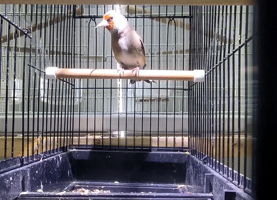 Sava sotladi yengi savala