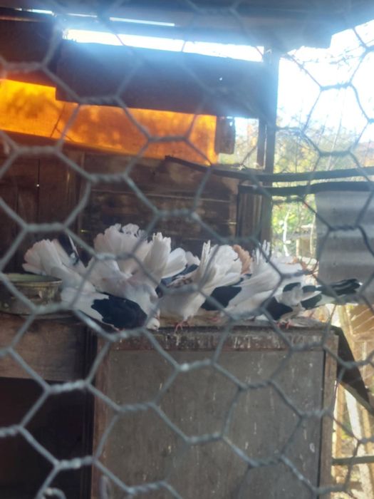 Гълаби фенерлии и играчи .