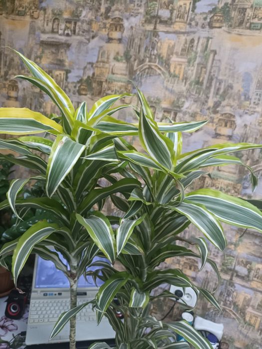 Драцена сорт Малайка, 64 см