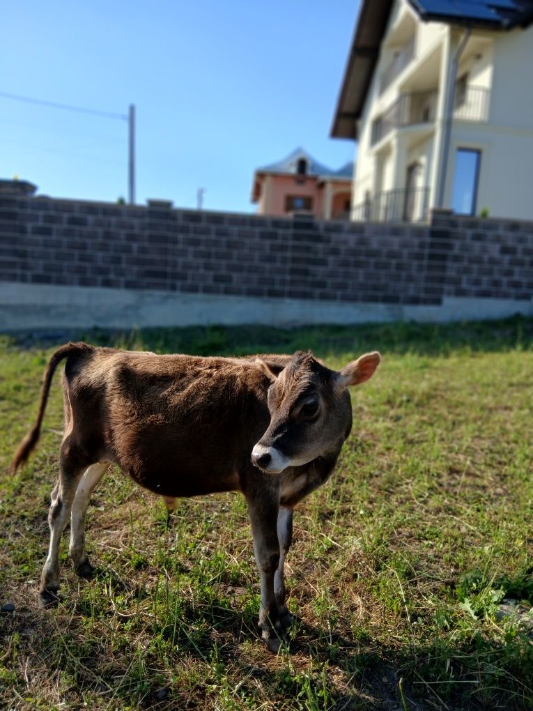 Viței de vanzare