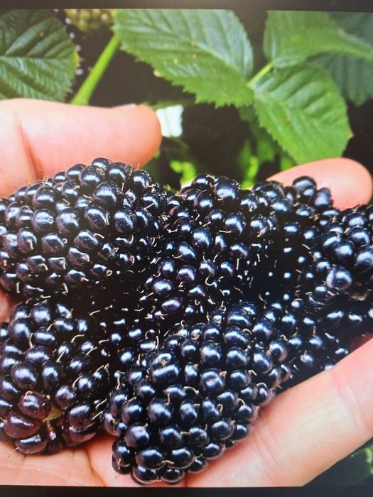 Butasi mur fără țepi Thornfree